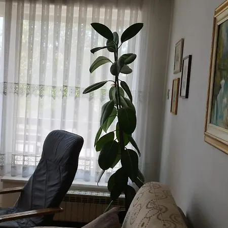 7 Flower Street Šempeter pri Gorici